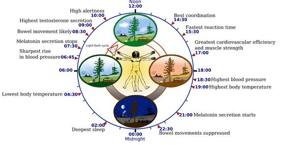  Circadian Rhythm 