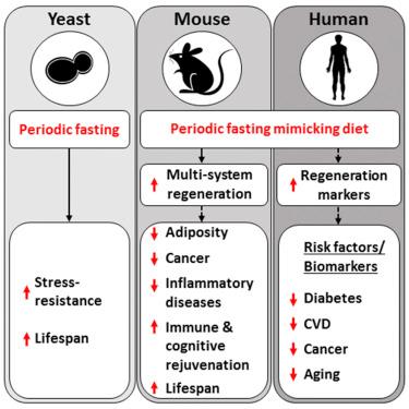 Fasting Mimicking Diet