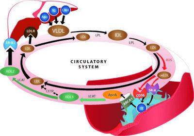 ldl and hdl