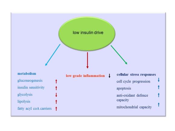 Low Insulin Drive Effects