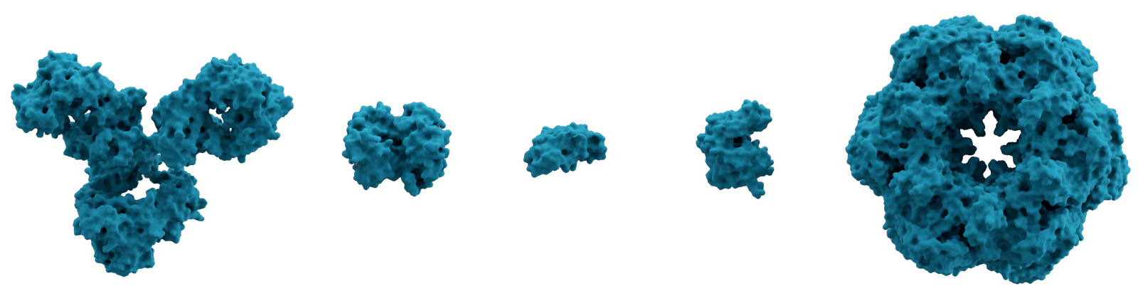 A number of proteins represented in 3D. From left to right are: immunoglobulin G (IgG, an antibody), hemoglobin, insulin (a hormone), adenylate kinase (an enzyme), and glutamine synthetase (an enzyme)