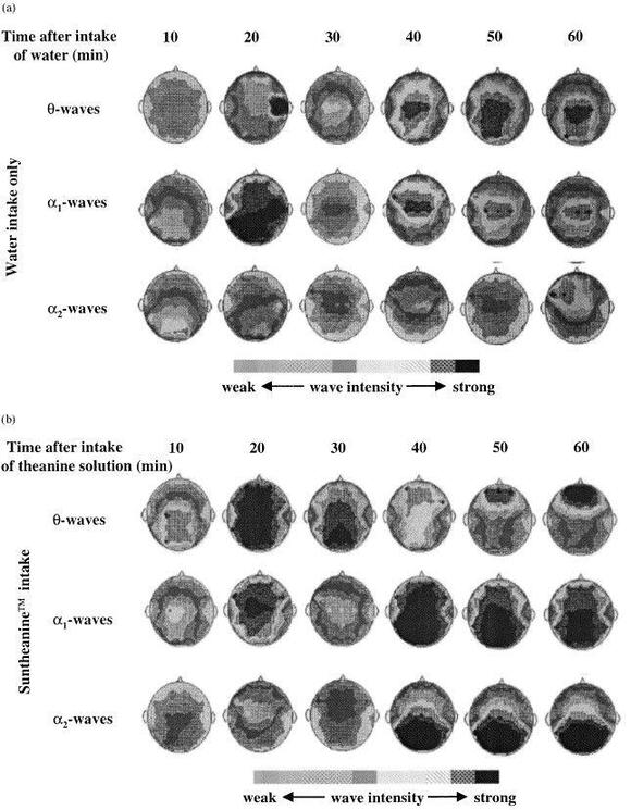  Theanine brain Wave Effects 